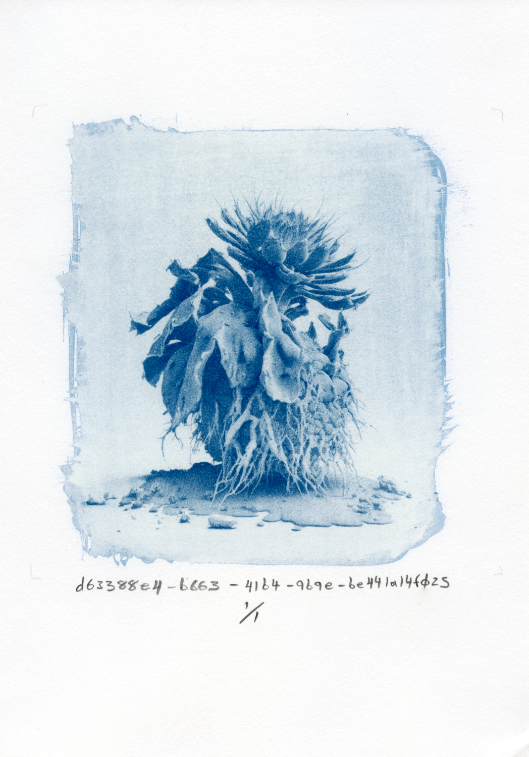 A cyanotype print with brush strokes at the edges of the frame and hand written titles and edition numbers underneath on smooth and warm watercolor paper. The image is a studio photograph of what appears to be a houseplant, however, the plant is not in a container and appears to be sitting in a pool of melting plant matter.